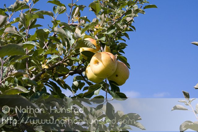 Apple_Orchard_2008-10-18_IMG_2359